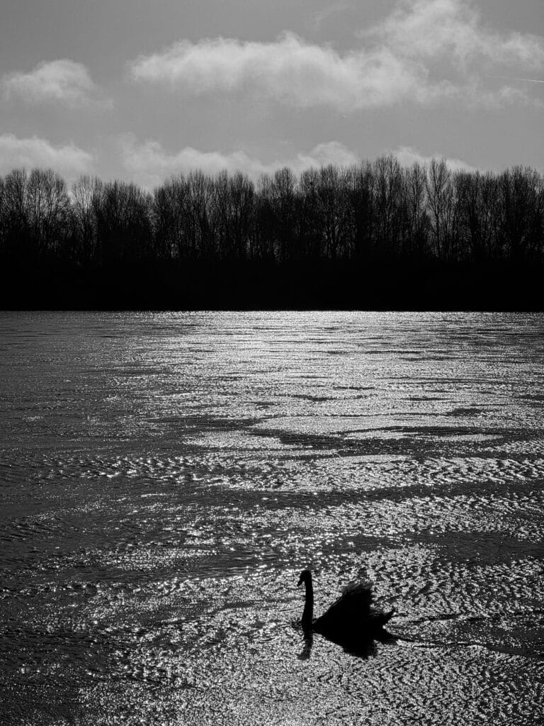 Swan on river against the light.