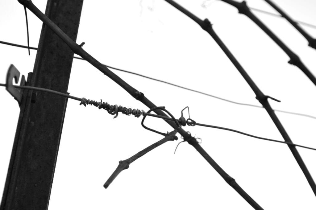 Detail of a vine trellis.