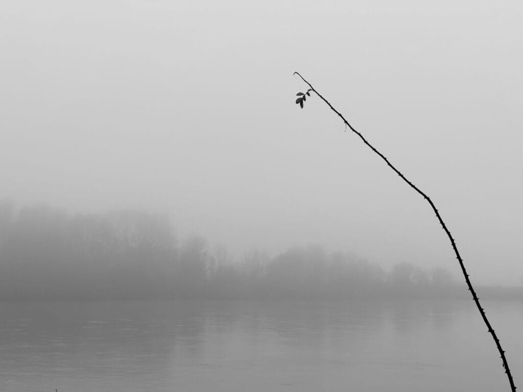 Tiny leaves at the end of a very long stem, against a misty riverbank.