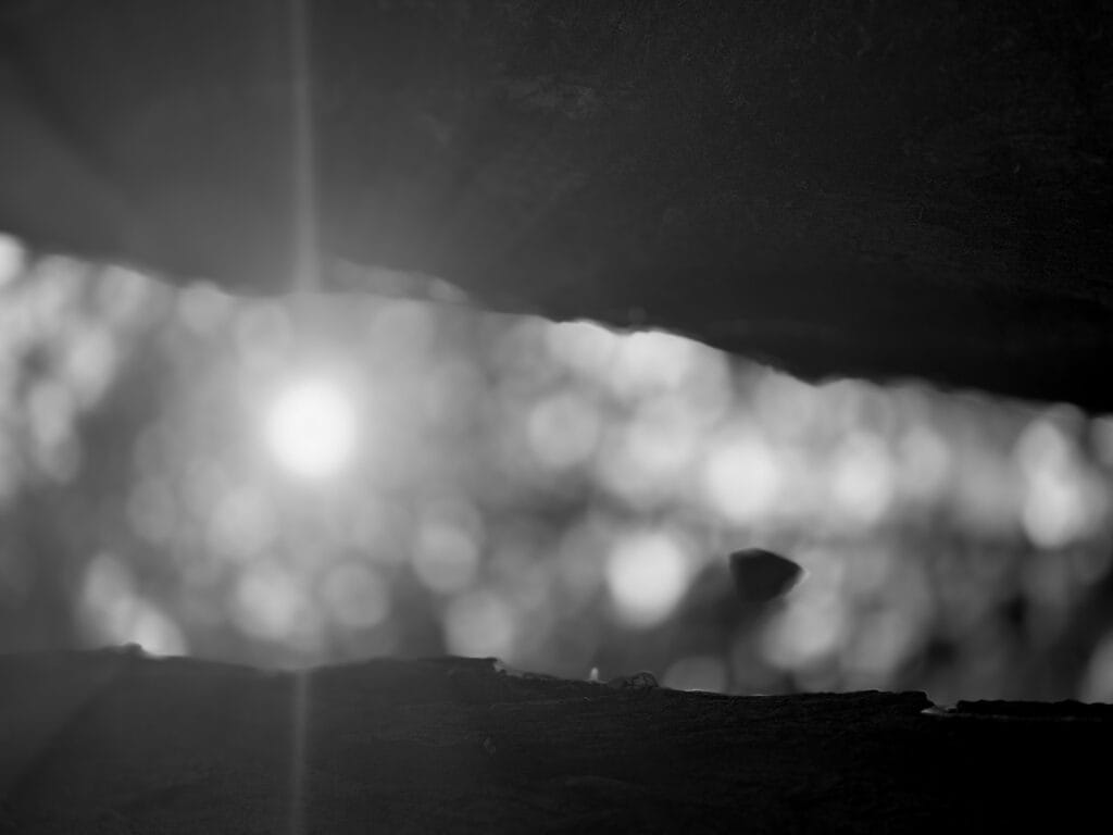 Rayons dal soleil levanx à travers les frondaisons, entre deux troncs d’arbre.