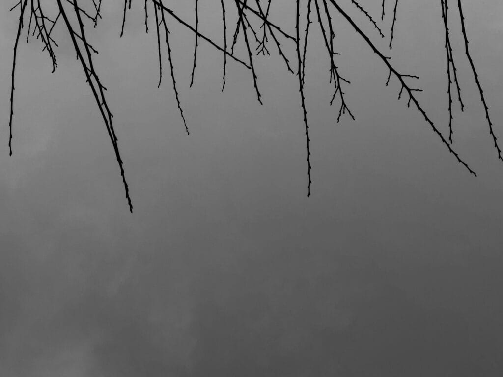 A view of the sky with bare, bristling branches in the foreground. The image is upside down, with the branches forming a fringe at the top.