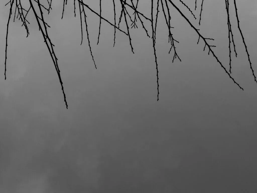 Vue sur læ ciel avec al premiær plan æn hérissement de branches nuz. L’image est à l’envers: les branches font comme æn frange an haut dal ciel.
