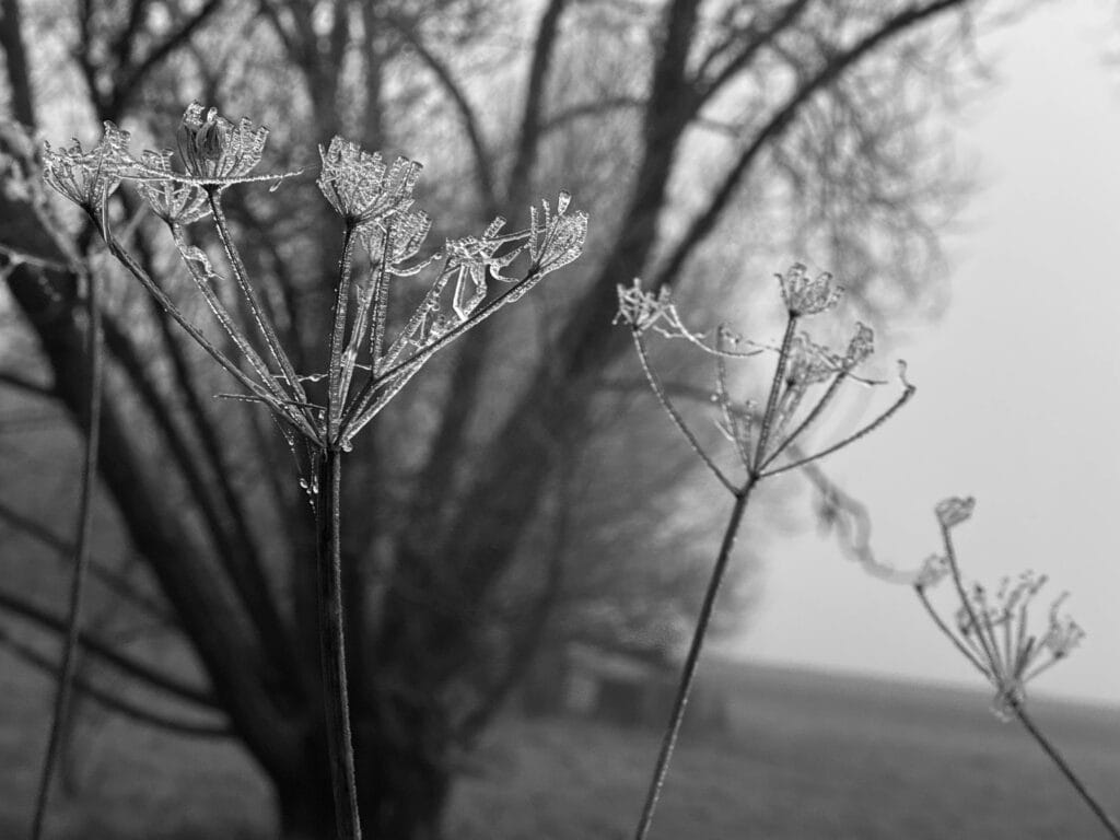 Icy, cone-shaped flowers in a winter landscape.