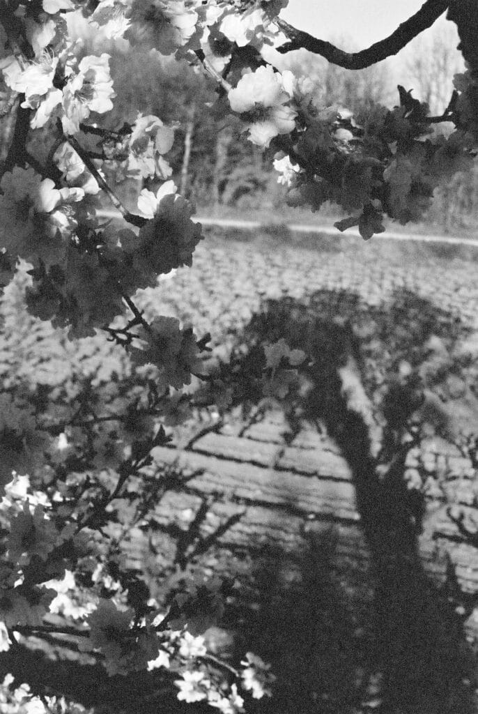 Almond tree in bloom against a background of vines.
