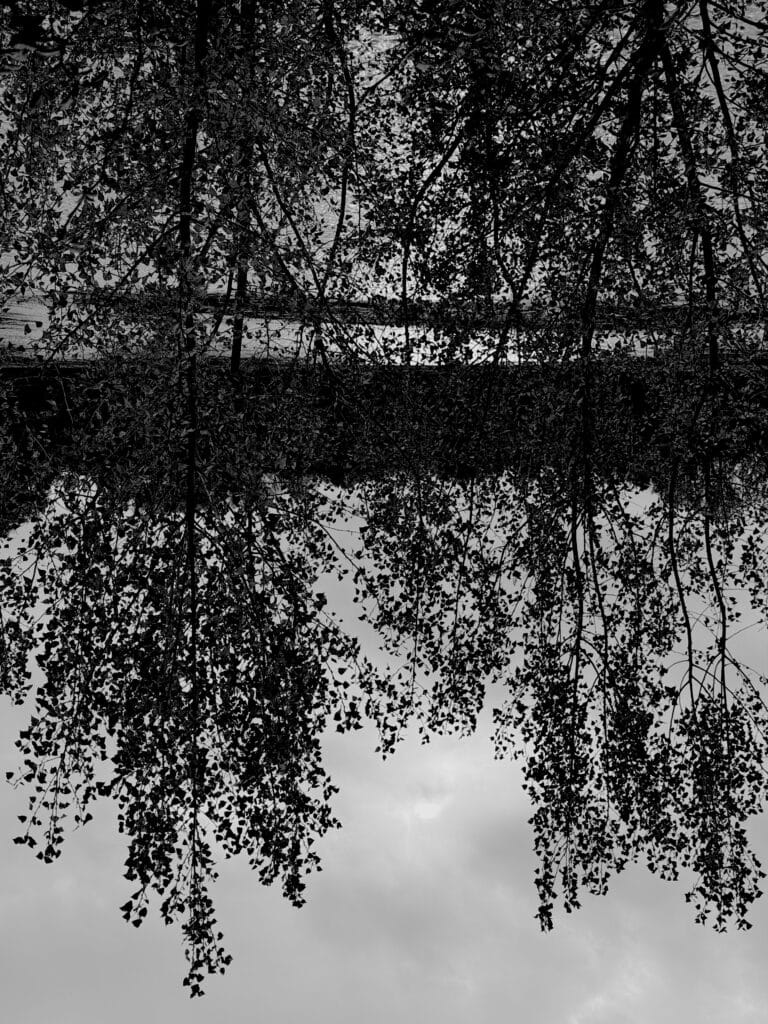 Birch trees in the autumn breeze along the river.