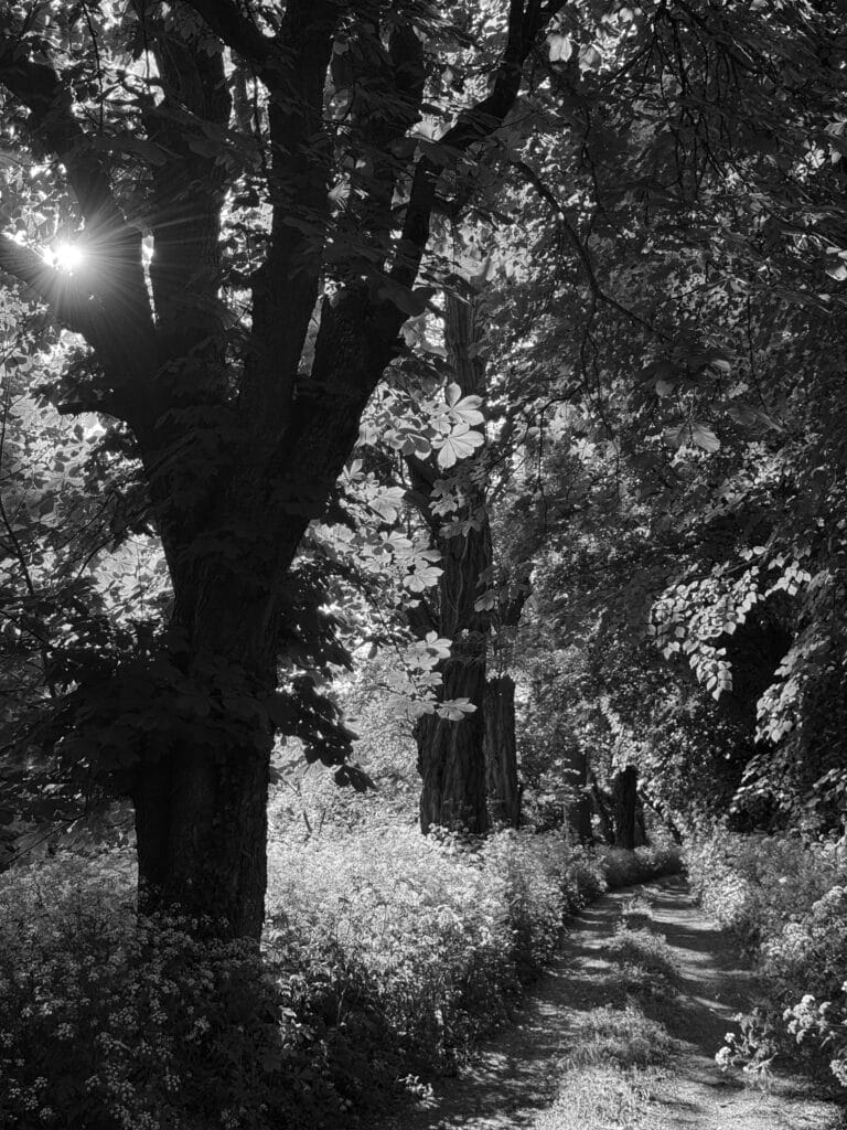 A tree-lined road with rays of sunlight piercing through the foliage, and lush vegetation on the sides.