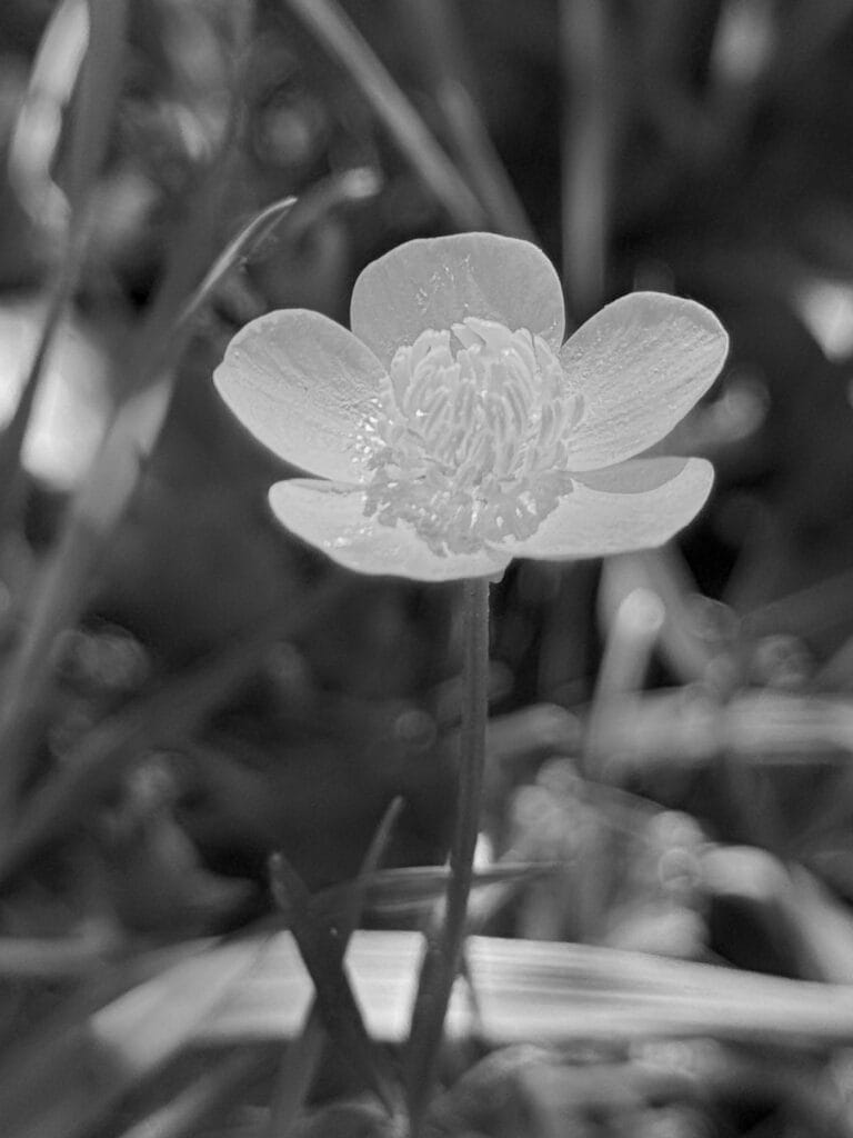 Close-up of a buttercup flower.