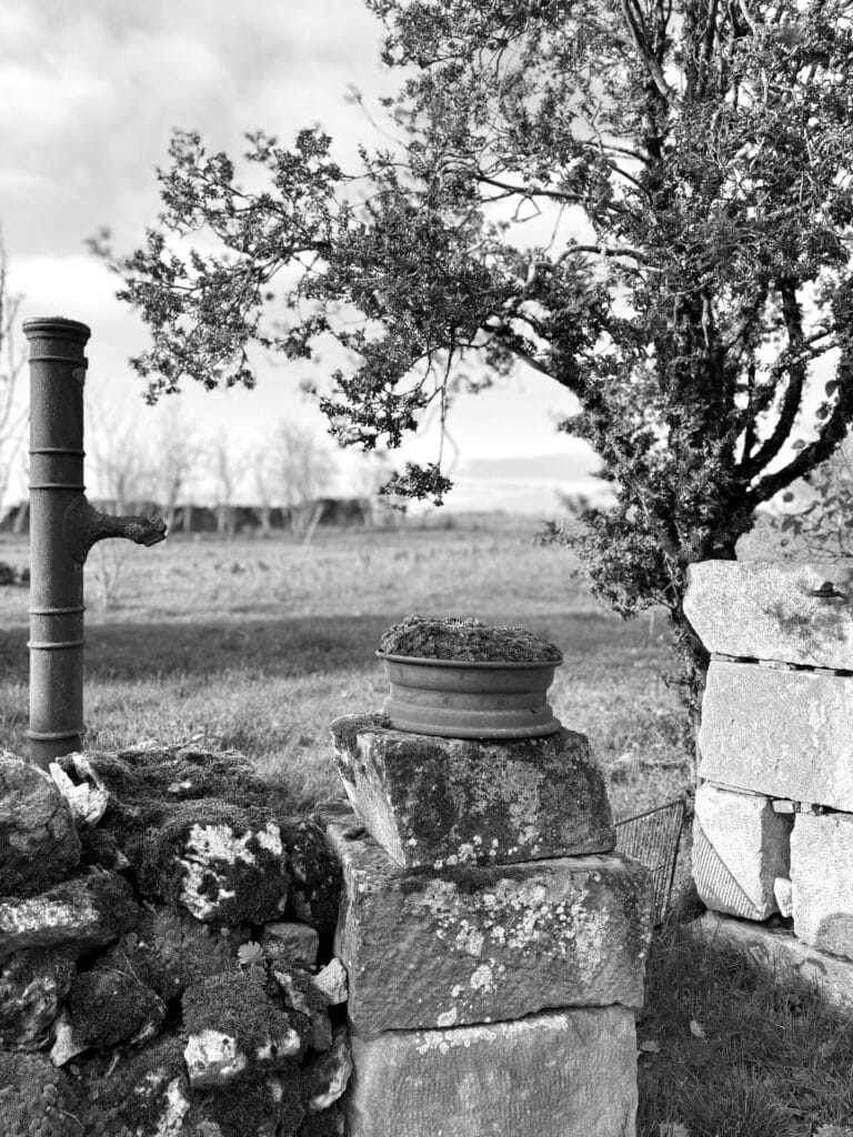 View of the entrance to a garden with a wheel-flowerpot on a low wall, a water pump and a fruit tree.
