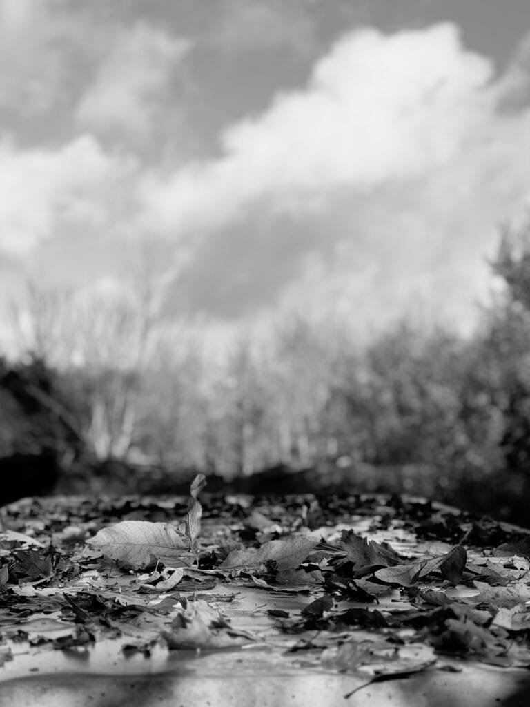 Dead leaves on a gravestone, against a clear, cloudy sky.