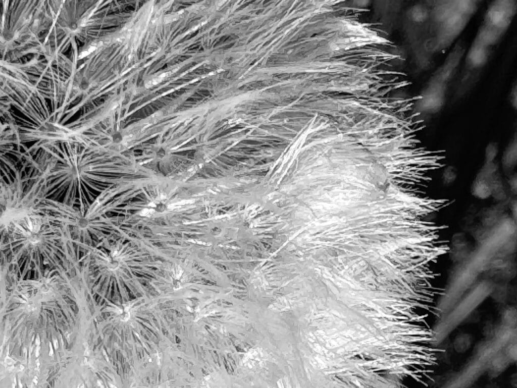 Close-up of dandelion seeds.