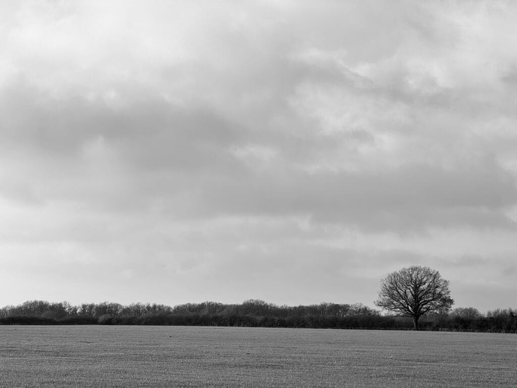 In the low light of the setting sun, a landscape with: a meadow, a hedge, a tree, and a lot of cloudy sky.