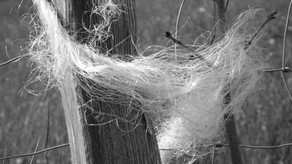 Dishevelled string wound around a fence post.