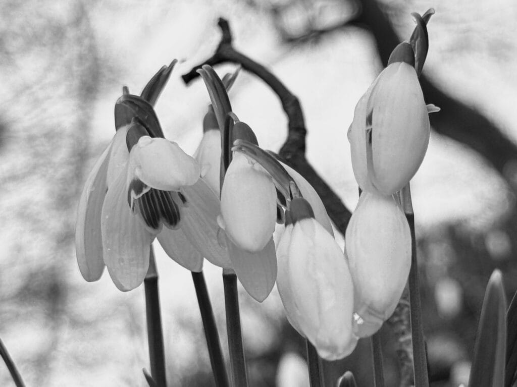 Perce-neiges sous læ pluie.