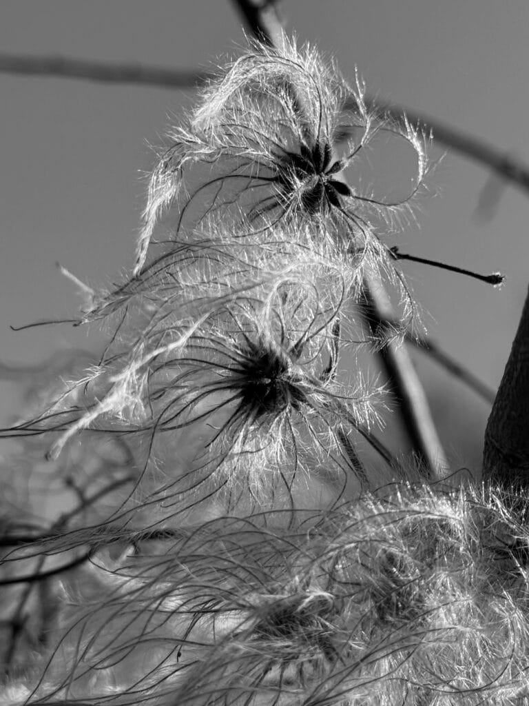 It has nothing to do with the legend. They are small plants, I don't know what they are. They have long hair that blows in the wind. They remind me of the long hair of Native Americans and wild horses. That's it.