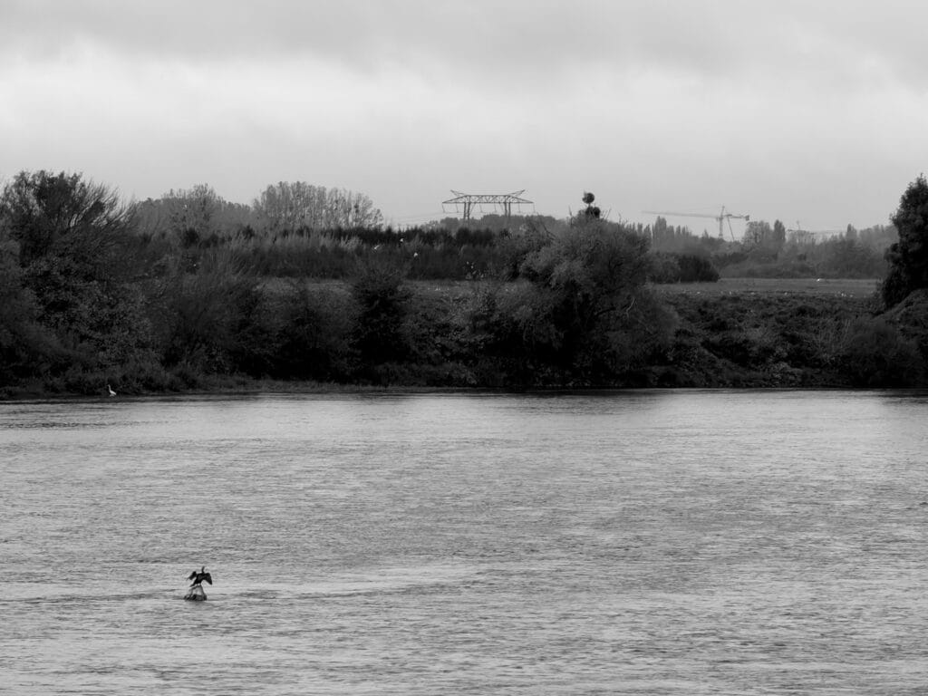 Cormorant taking flight from the river.