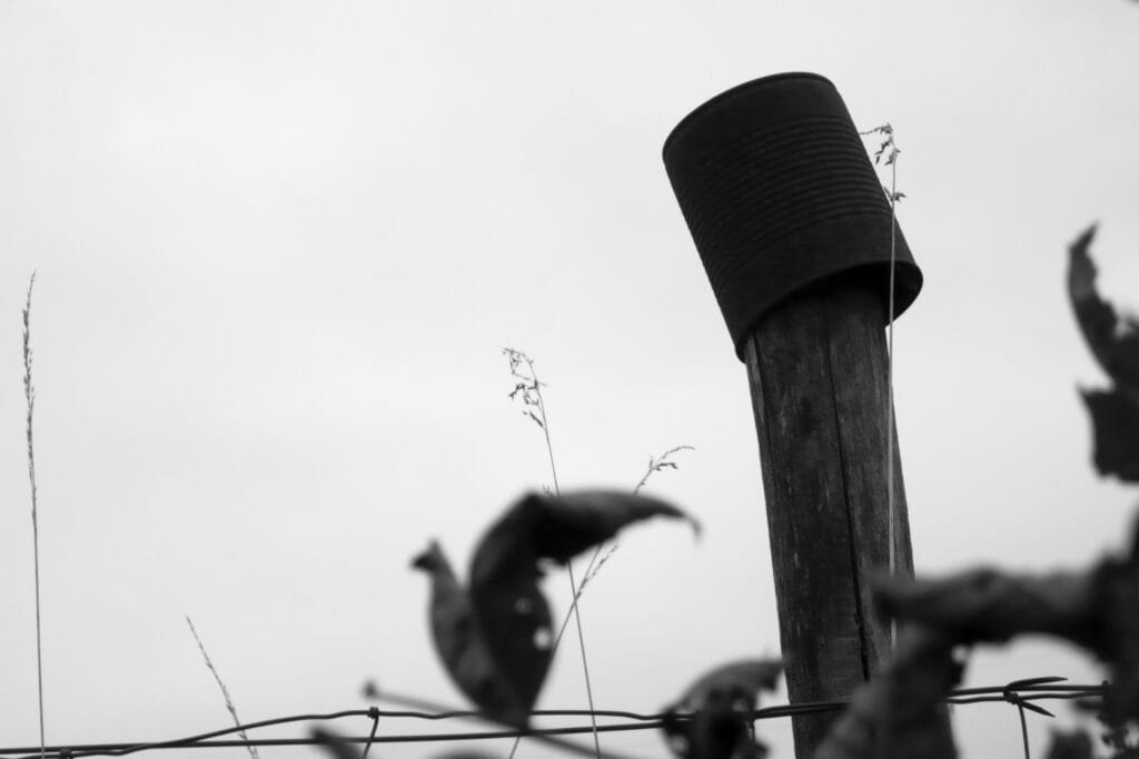 Can on fence post.