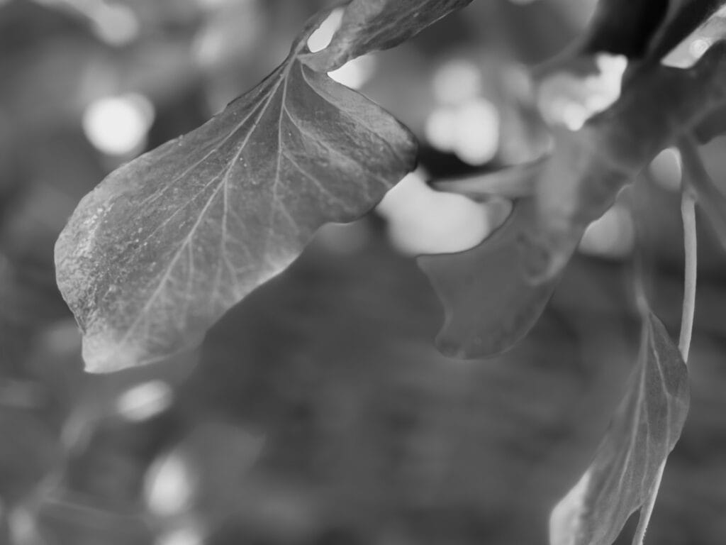 Dive into the bush.