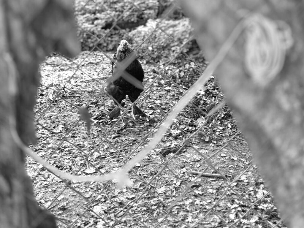 A chicken looks at the photographer through the chicken wire.