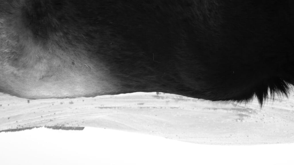The curve of a Przewalski horse's back and the curve of a hilltop in the background.