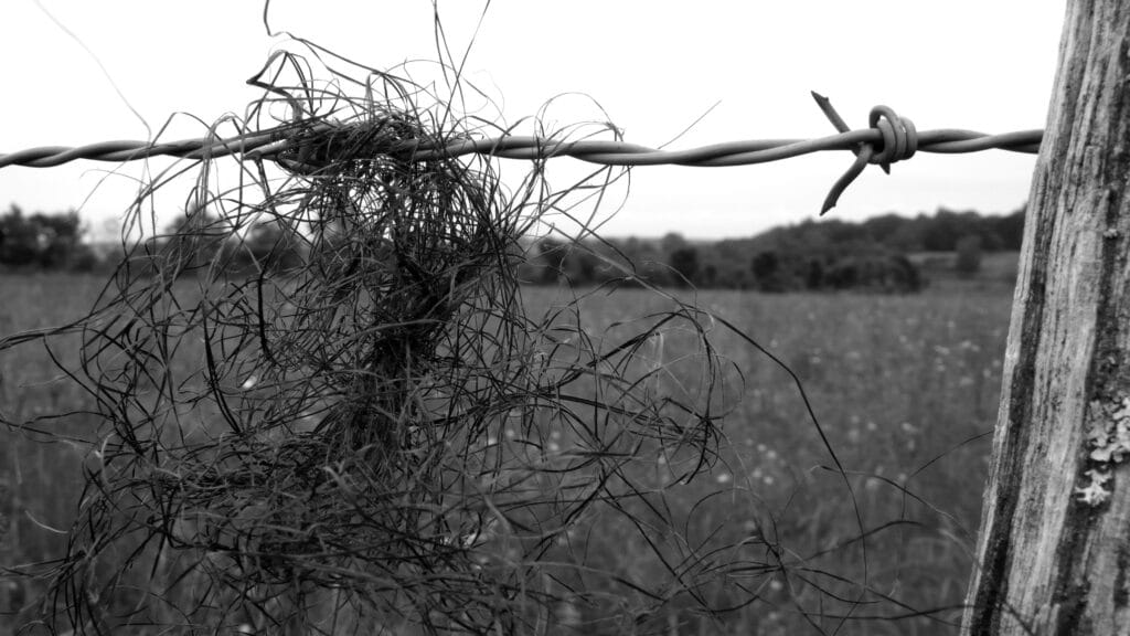 Tangle of what looks like magnetic tape around the barbed wire of a fence.