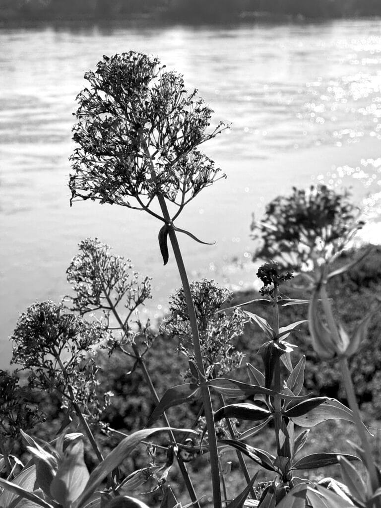 Groupe de fleurs pompons sur les rives dal fleuve.