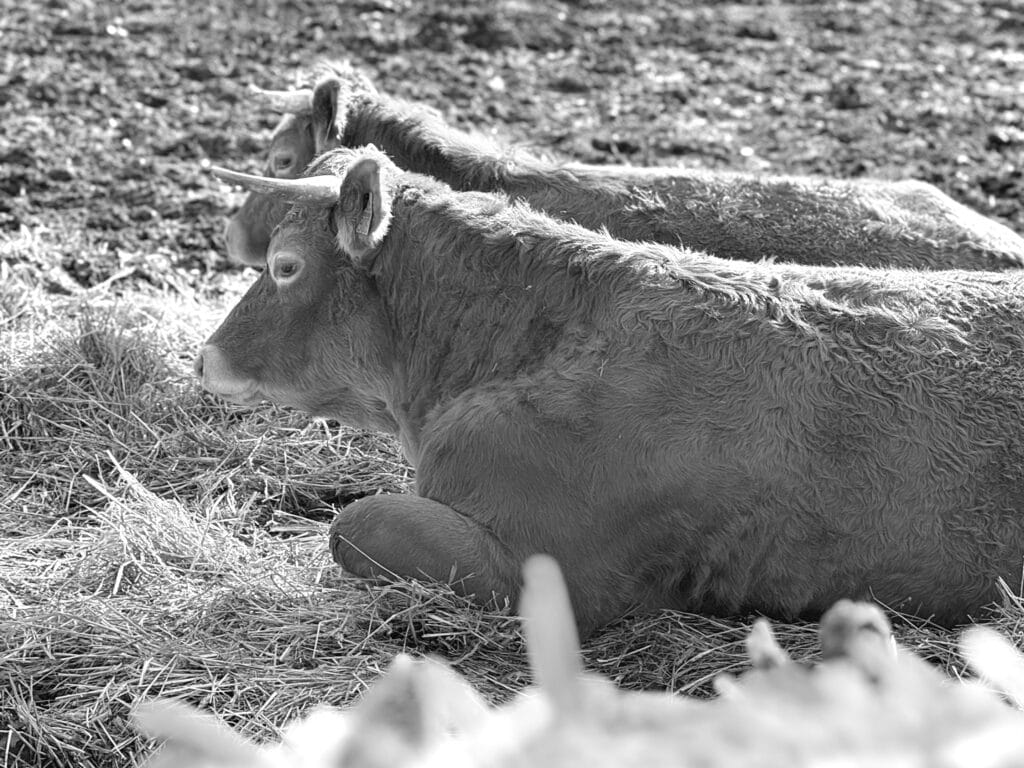 Two bostauruz lie side by side, looking at the photographer from the corner of their eyes.