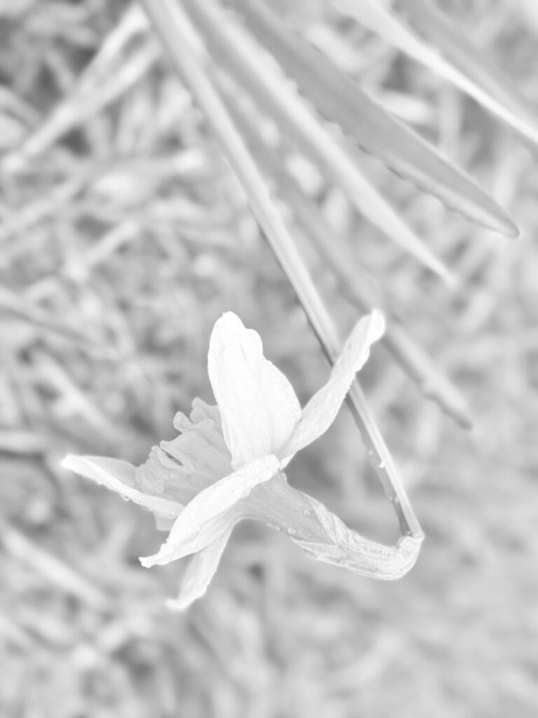 A daffodil called Lāla.