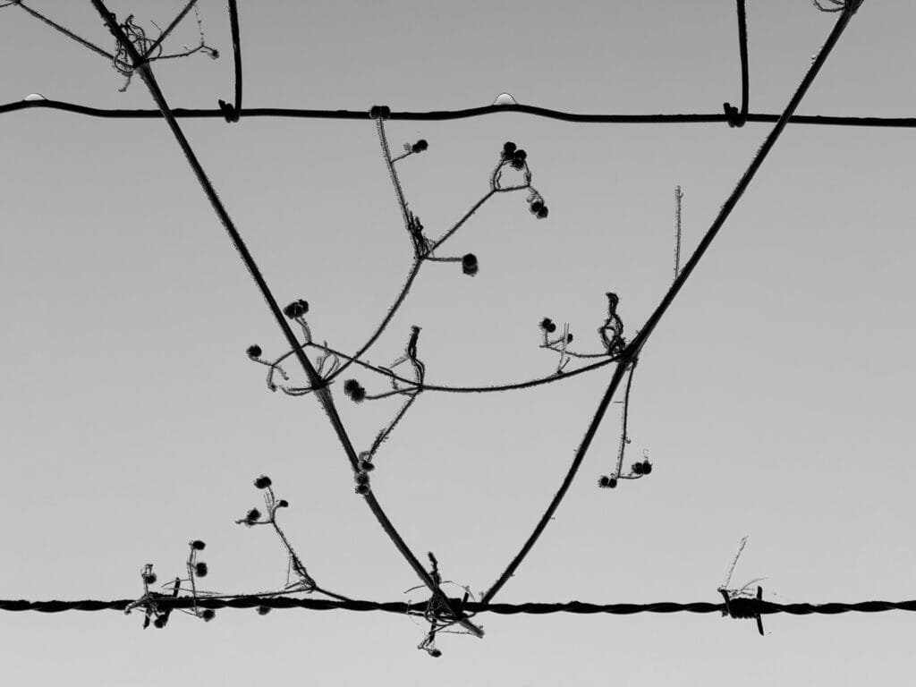 Plant stems form a V between two fence wires.