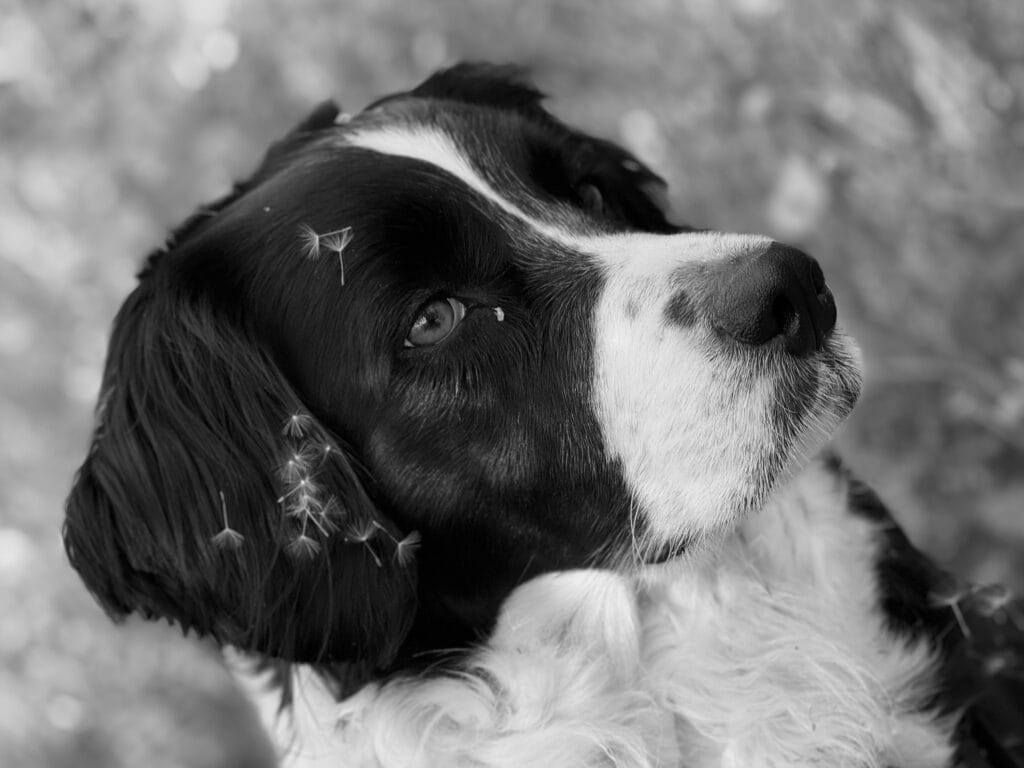 Portrait of a dog with dandelion flowers in er fur and a bit of sleepy in the corner of er eye.