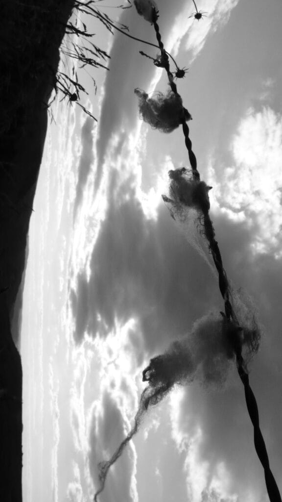 Pieces of sheep's wool hung on barbed wire and tossed by the wind.