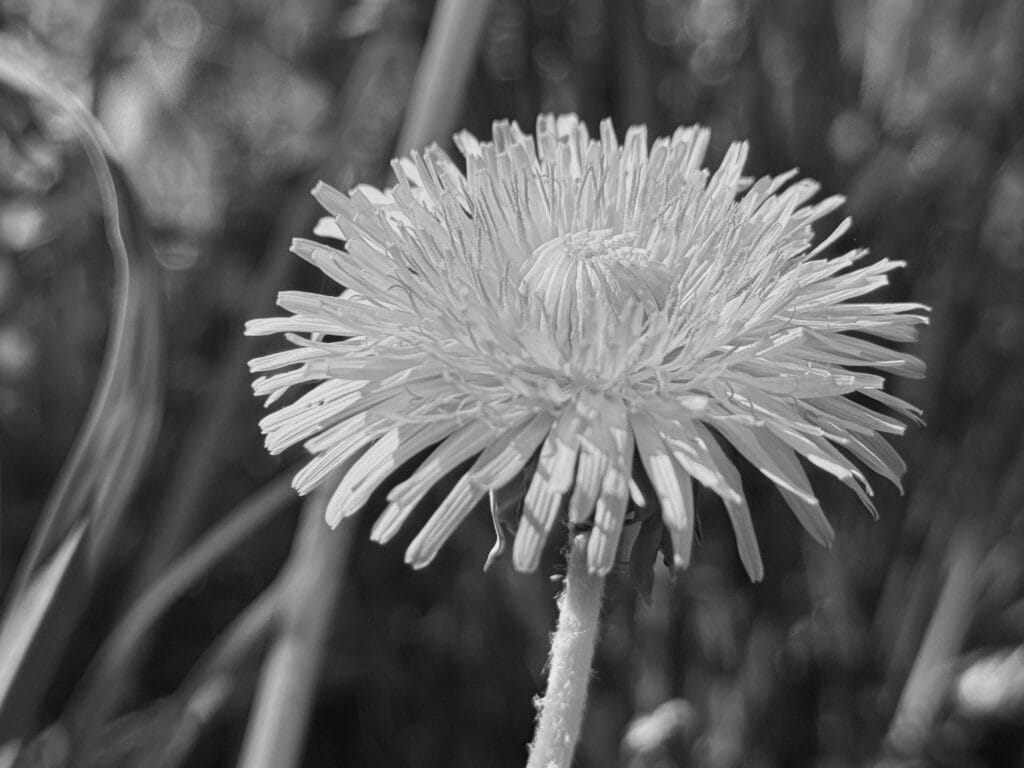 Close-up of a dandelion flower.