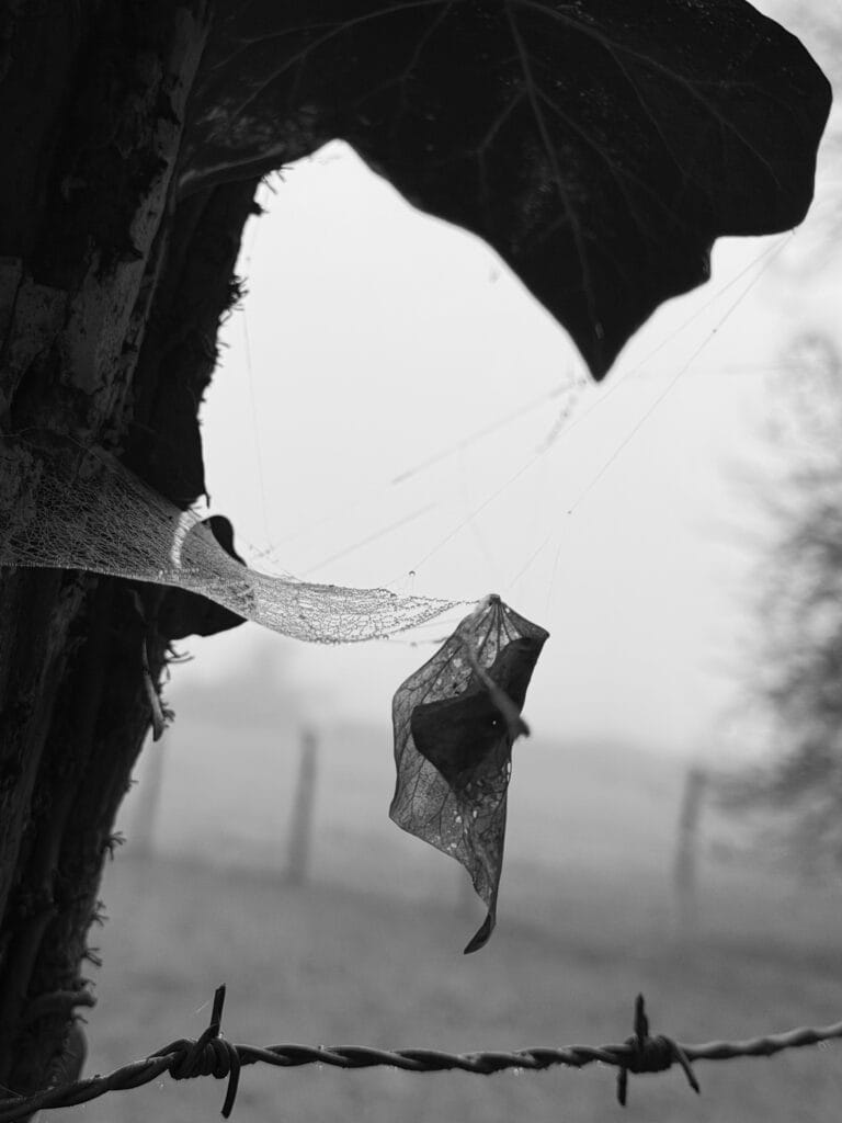 A dead leaf caught in a spider's web, hanging from a mossy, ivy-covered barbed wire fence post, against a backdrop of mist.