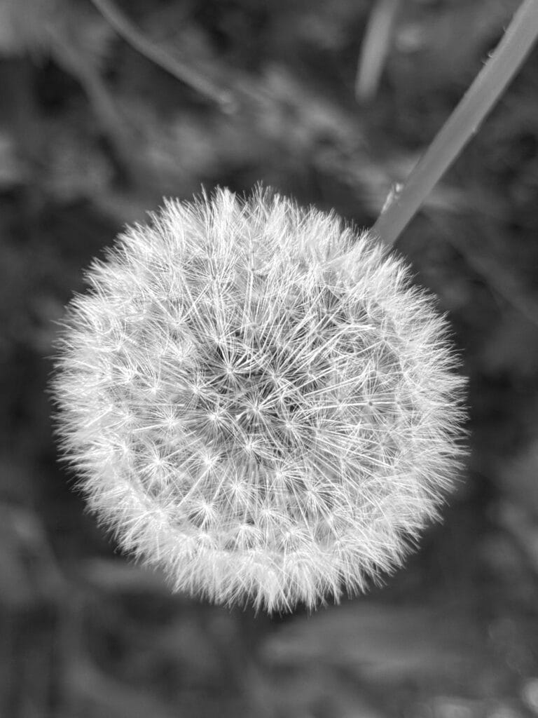 Close-up of a dandelion flower.