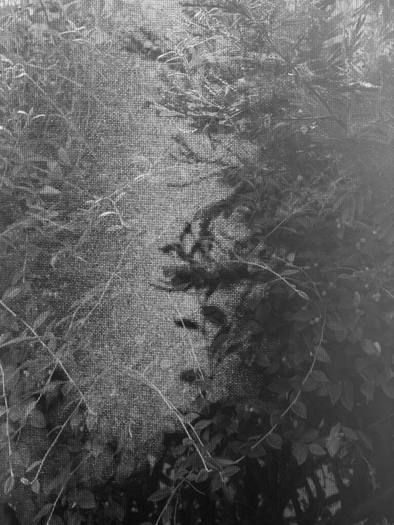 Leaves seen through a mosquito net in the sunshine.