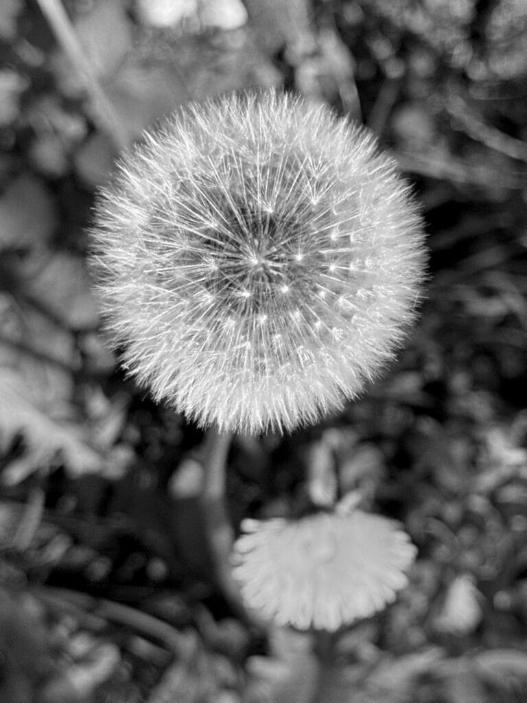 A flowering dandelion and a wilted dandelion.