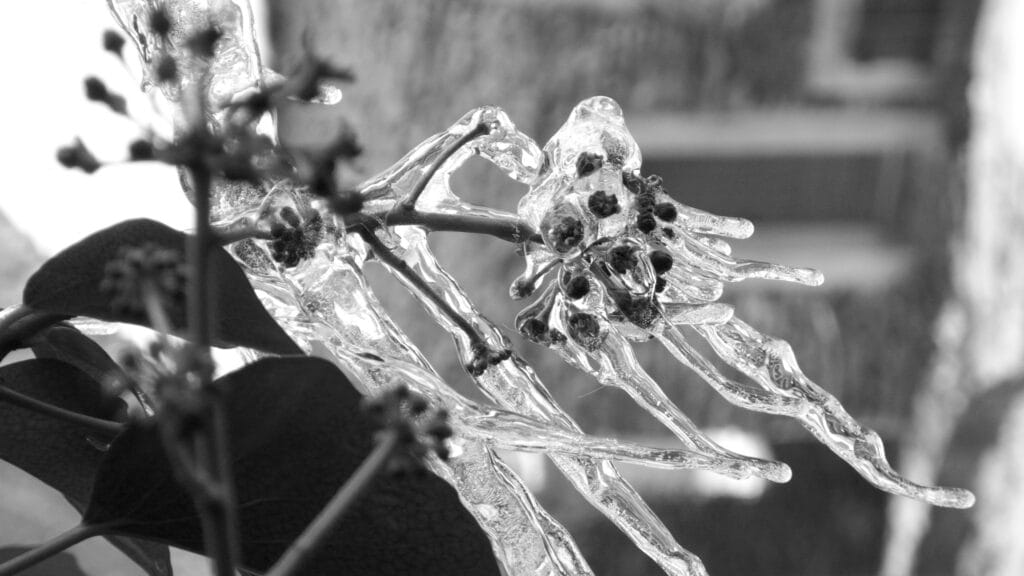 Ice stalactites around plant stems and flowers.
