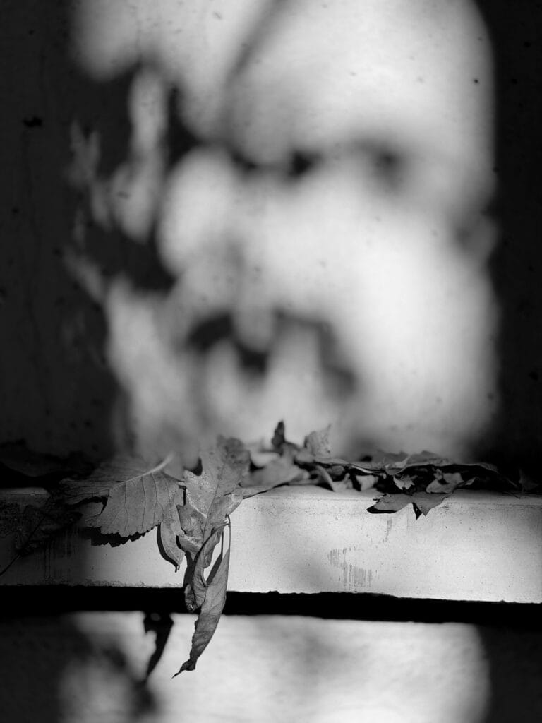 Dead leaves hanging from a gravestone.