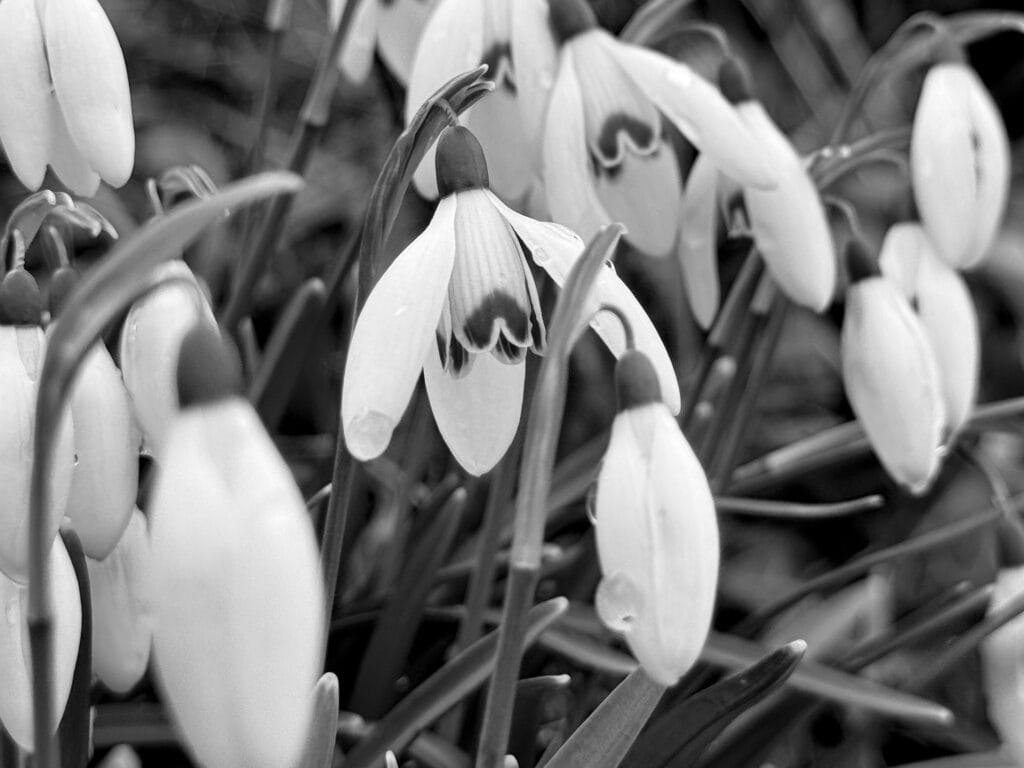 Bed of snowdrops.