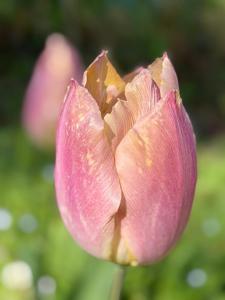 Two pink, orange and yellow flowers in spring light.