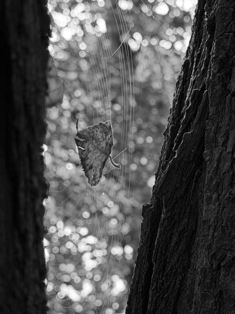 A leaf caught in a spider's web between two tree trunks.
