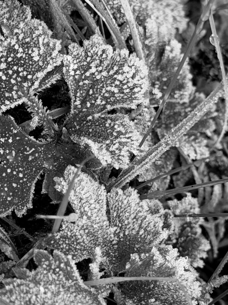 Little frozen leaves.