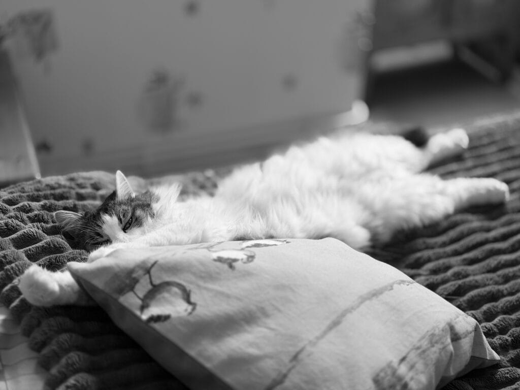 A cat on a bed, stretched out on er back and looking very relaxed.