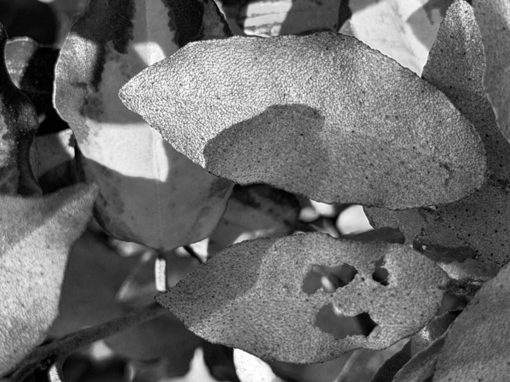 A jumble of silvery shrub leaves.