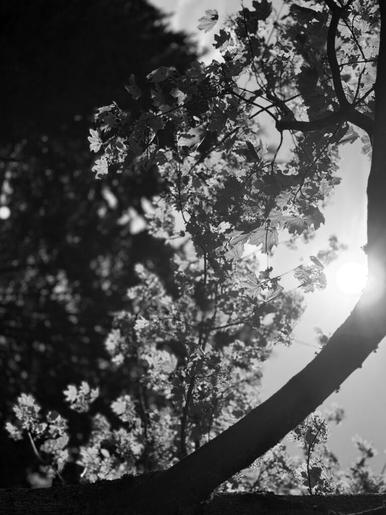 Sunset behind a tree.