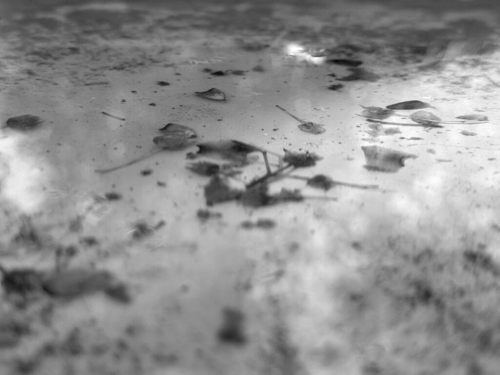 Plant debris at the bottom of a drinking trough.