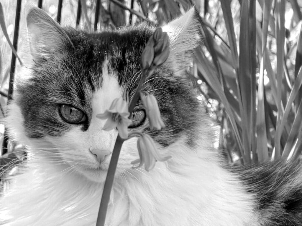 Portrait of a cat with a flower framing one of er eyes.