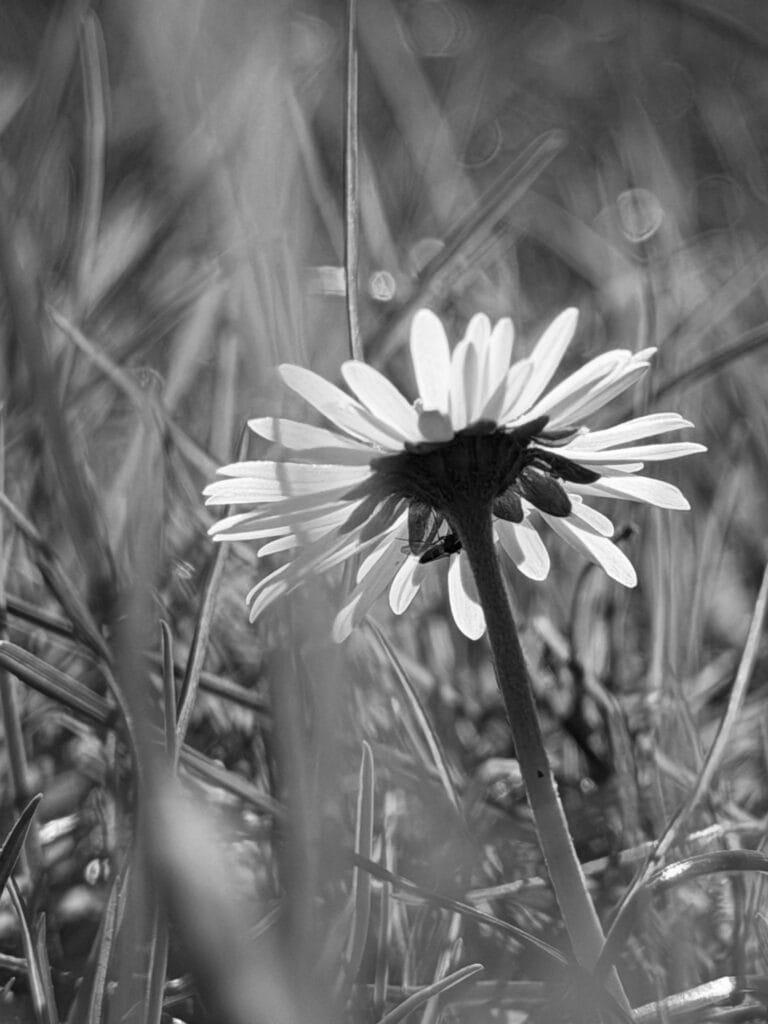 A daisy seen from behind.