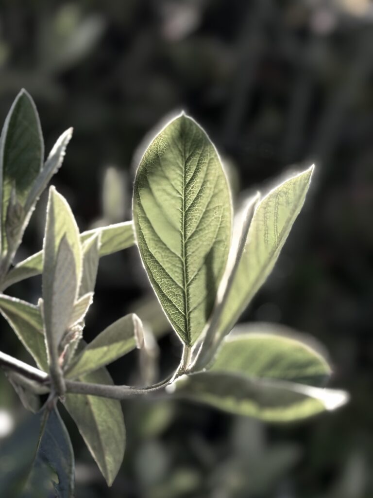 Shrub leaves softly backlit by the spring sunlight.