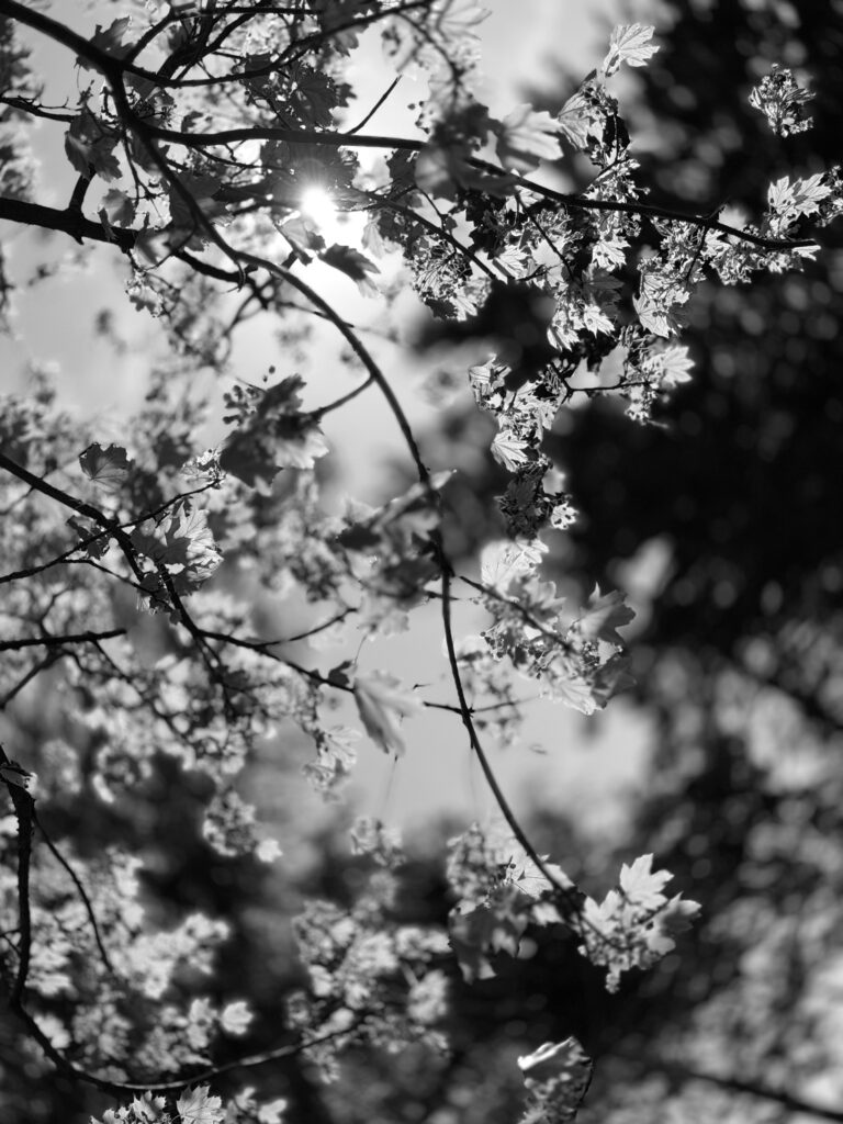 Spring sunshine filtering through the branches of a maple tree.