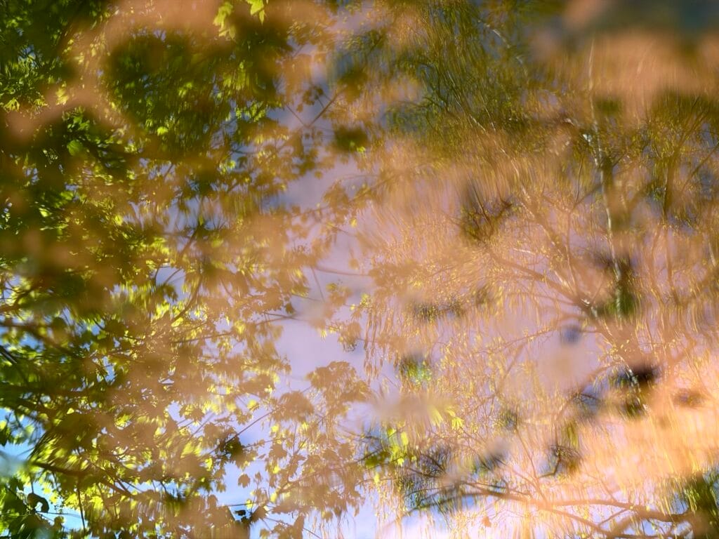 Distorted reflections of trees in a water trough.